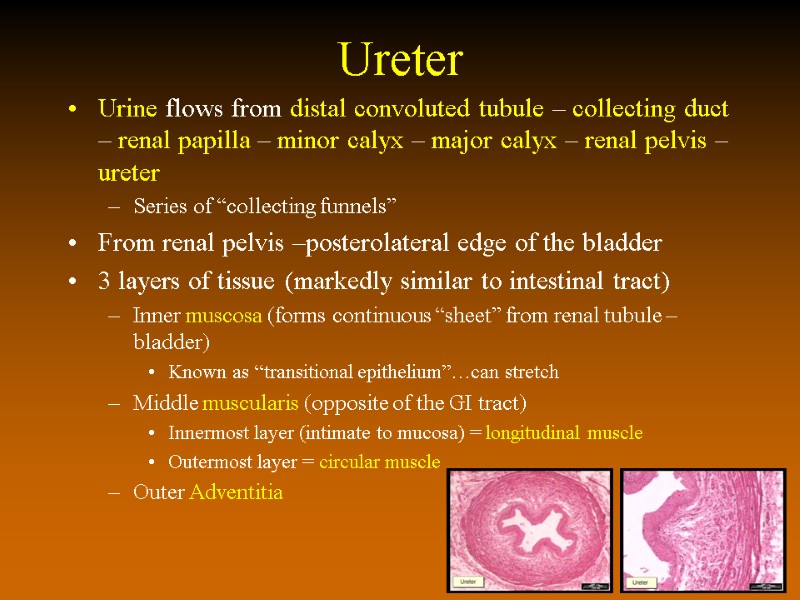 Ureter Urine flows from distal convoluted tubule – collecting duct – renal papilla –